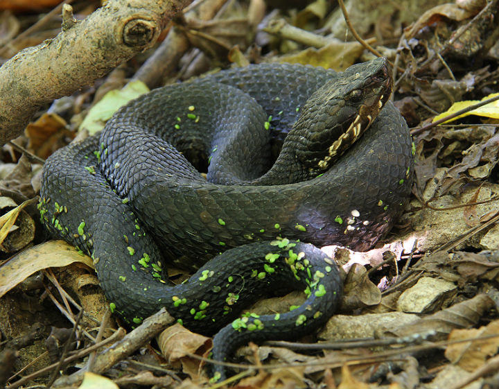 Western Cottonmouth